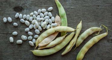 Výhody a poškození fazolových skořápek, použití a kontraindikace